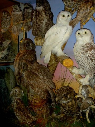 mixed owls 2[1]hutch [640x480].JPG